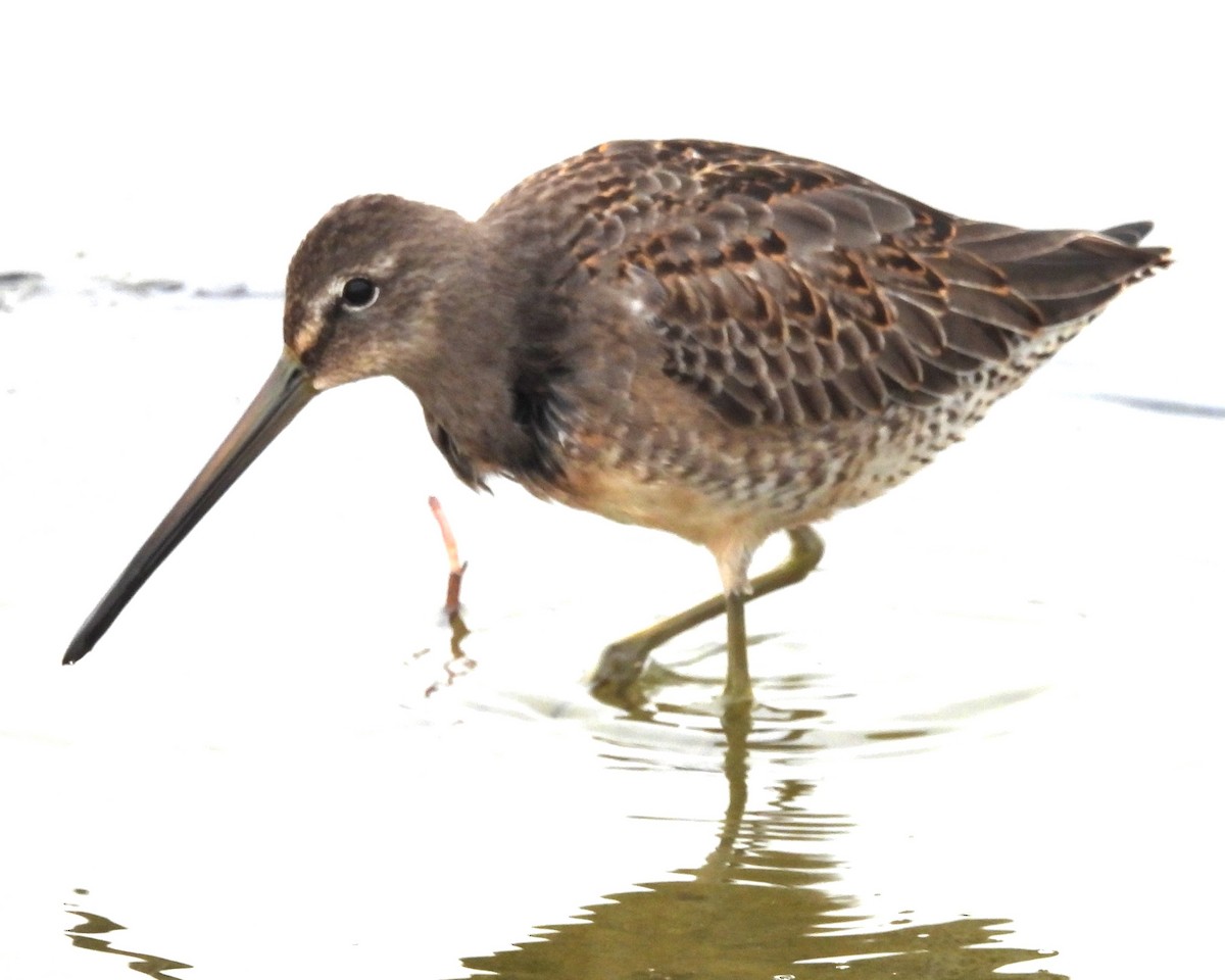 Short-billed/Long-billed Dowitcher - ML646279594