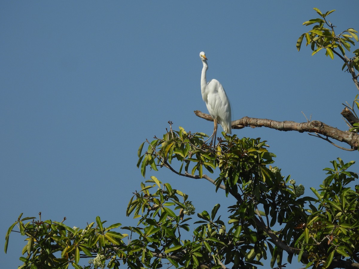 Great Egret (modesta) - ML646279596