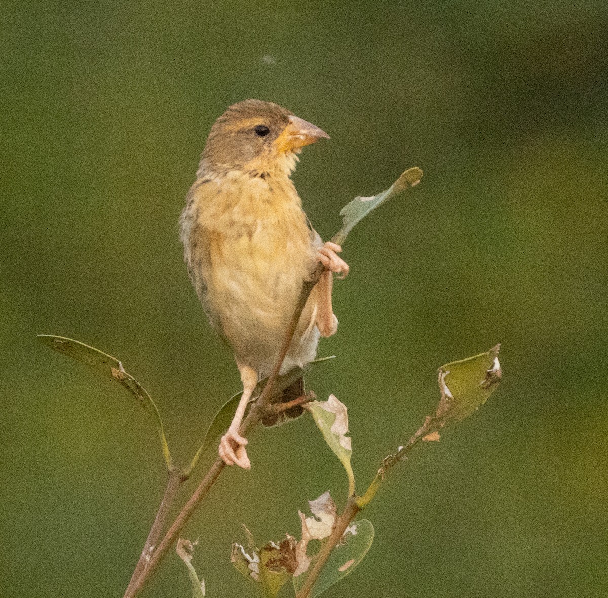 Baya Weaver - ML646279597