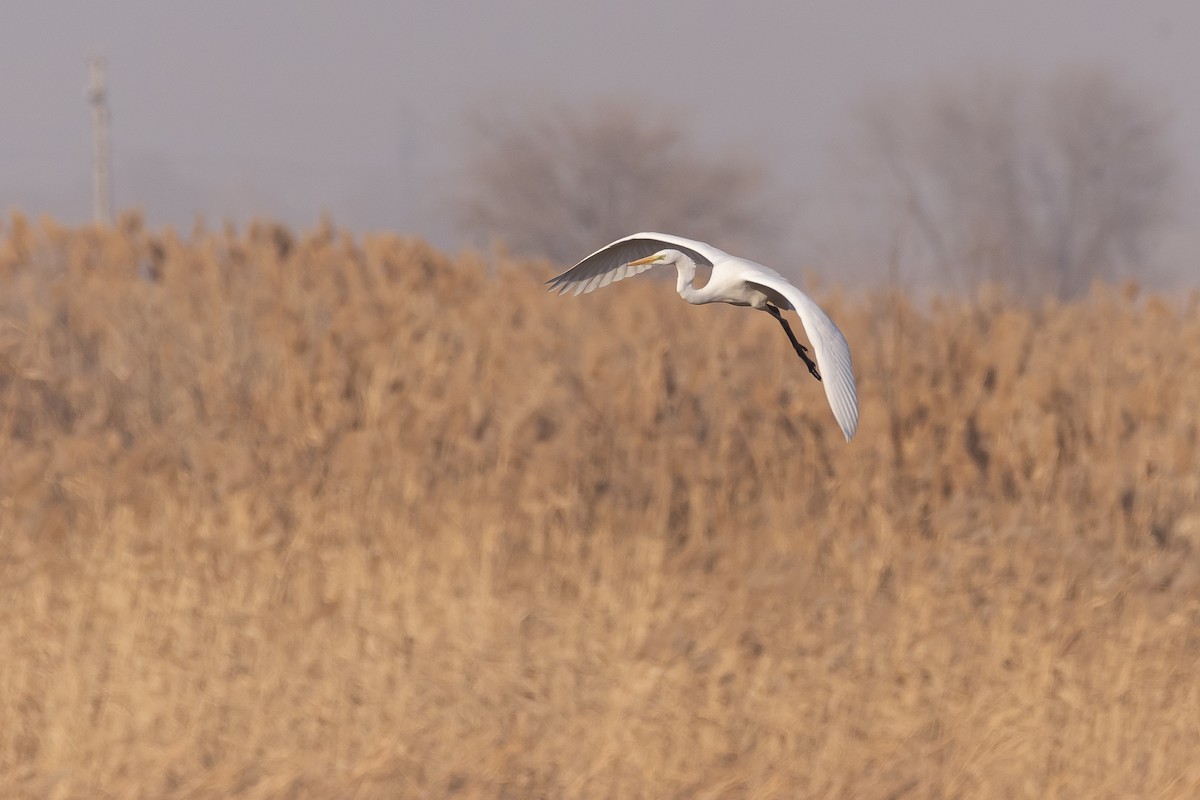Great Egret - ML646279598