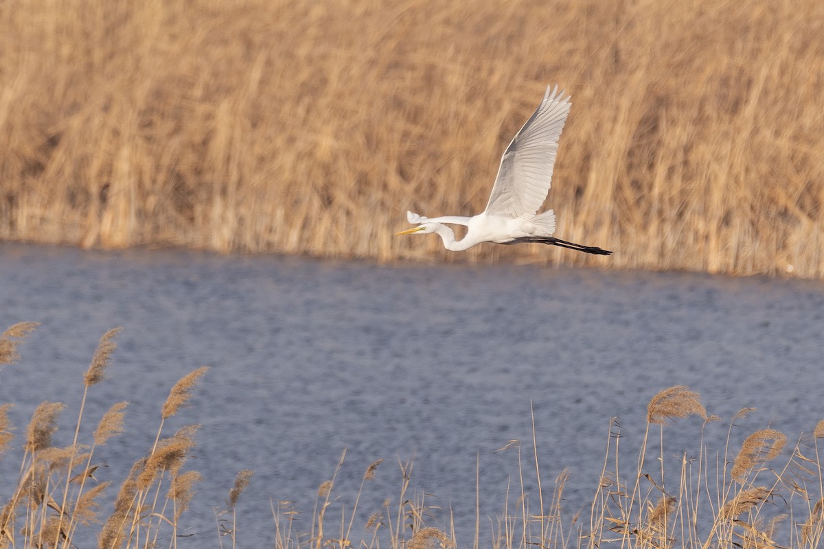 Great Egret - ML646279599