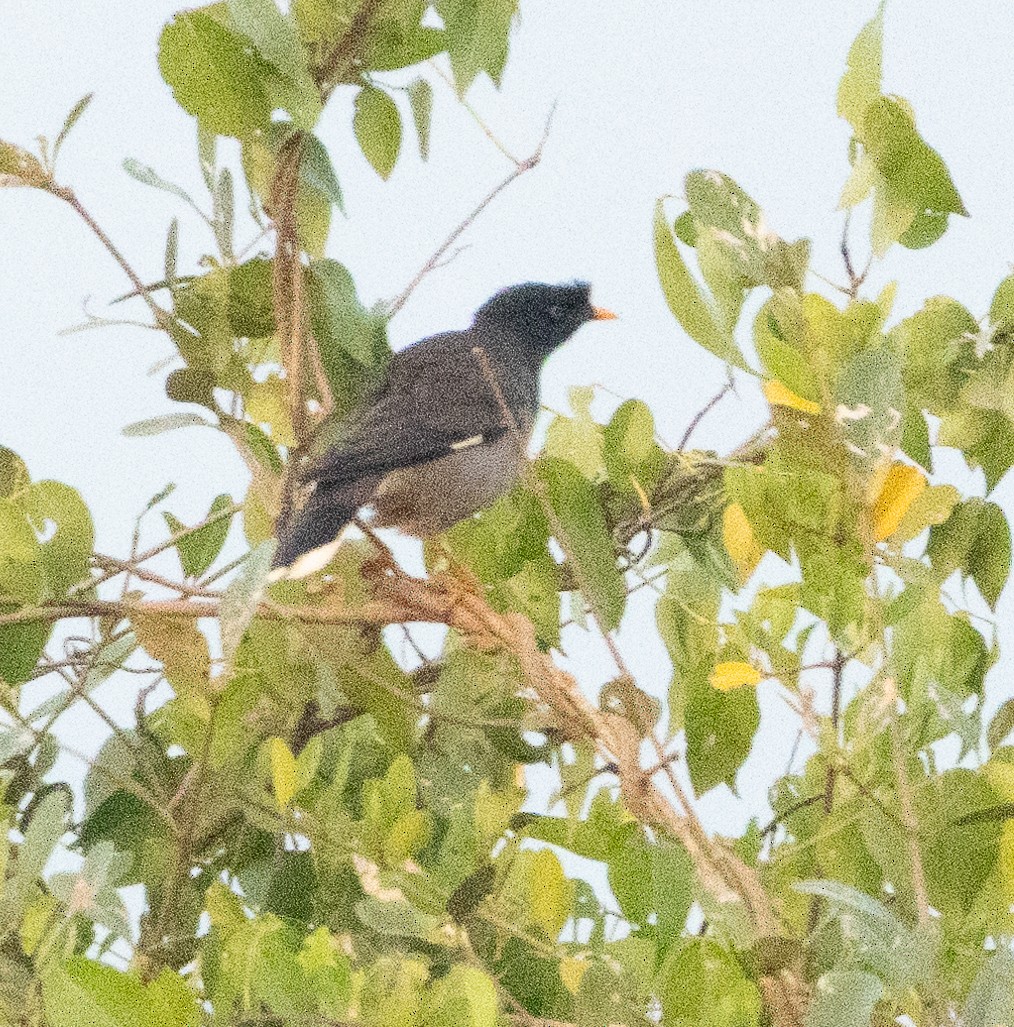 Jungle Myna - ML646279600