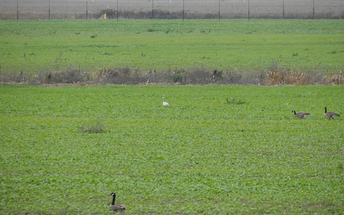Snow Goose - ML646279601