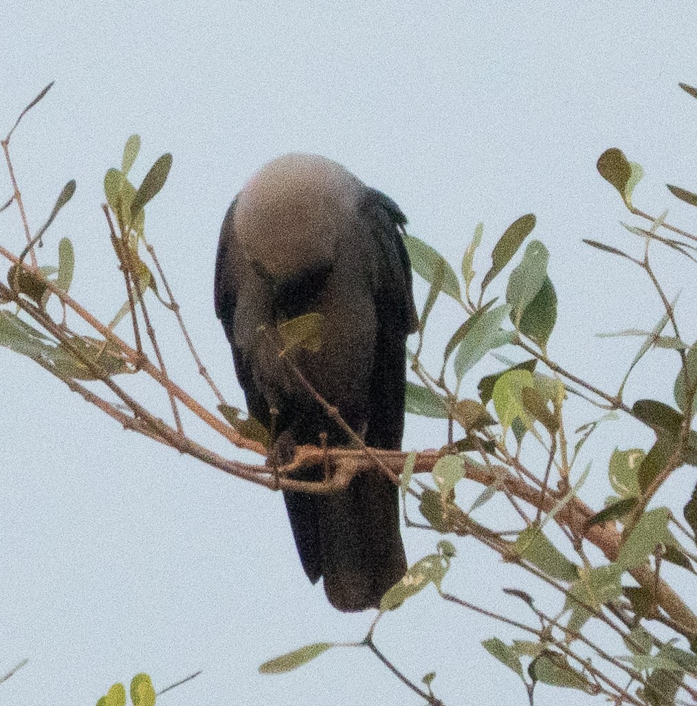 House Crow - ML646279602