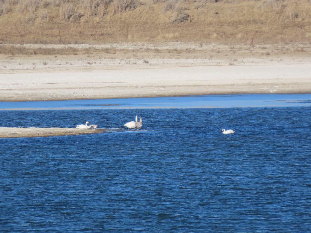 Лебідь чорнодзьобий - ML646279603