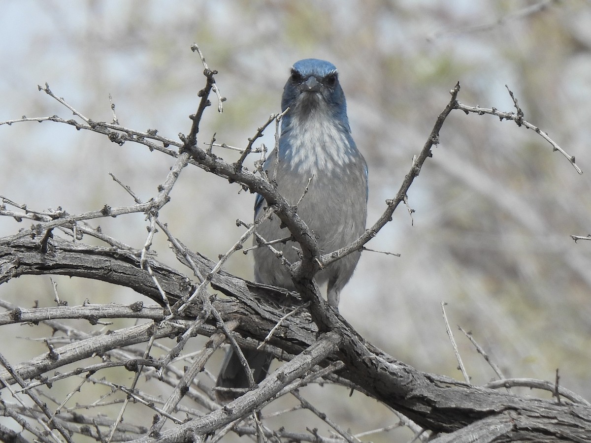 Woodhouse's Scrub-Jay - ML646279604