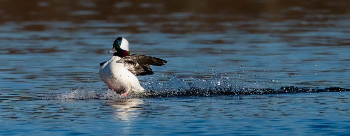 Bufflehead - ML646279610
