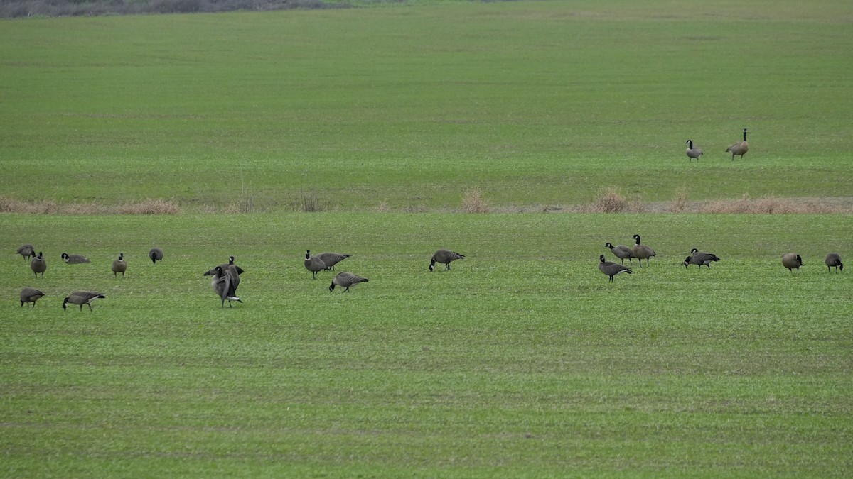 Cackling Goose - ML646279611