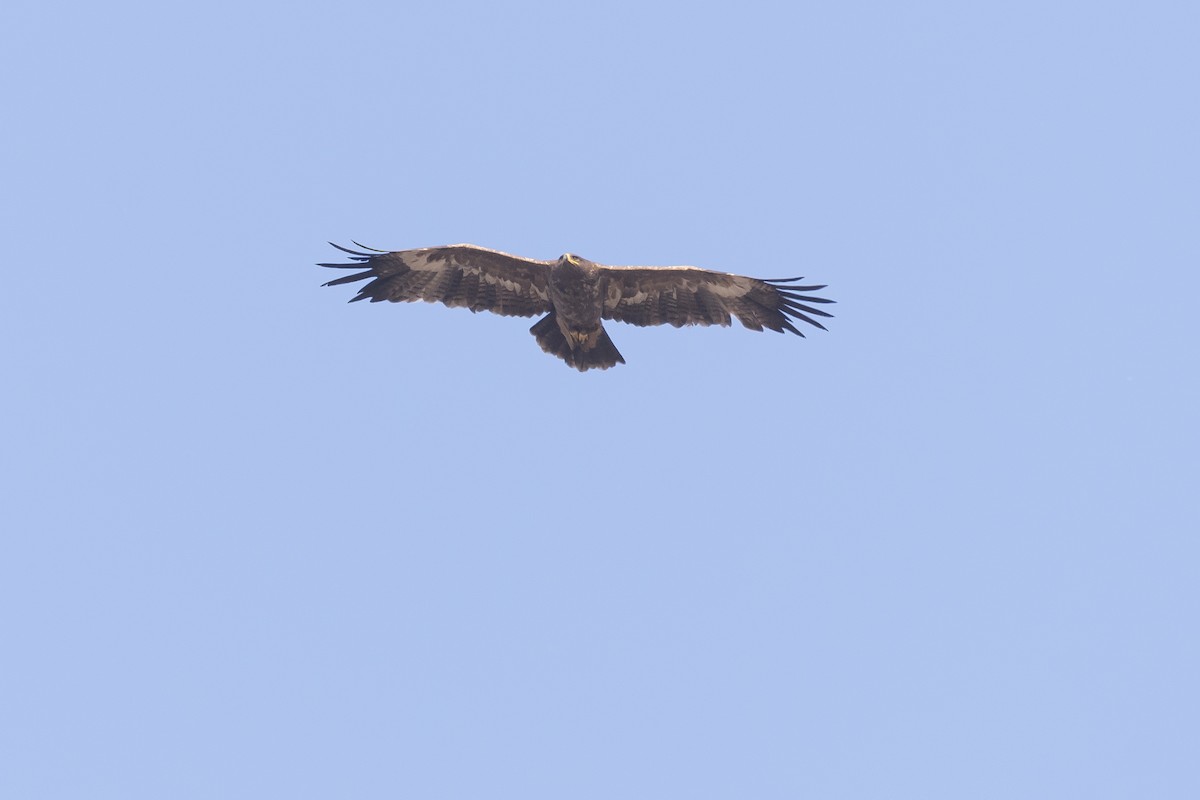 Steppe Eagle - ML646279619