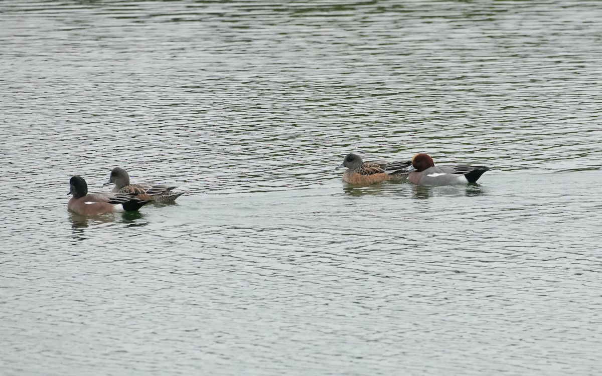 Eurasian Wigeon - ML646279620