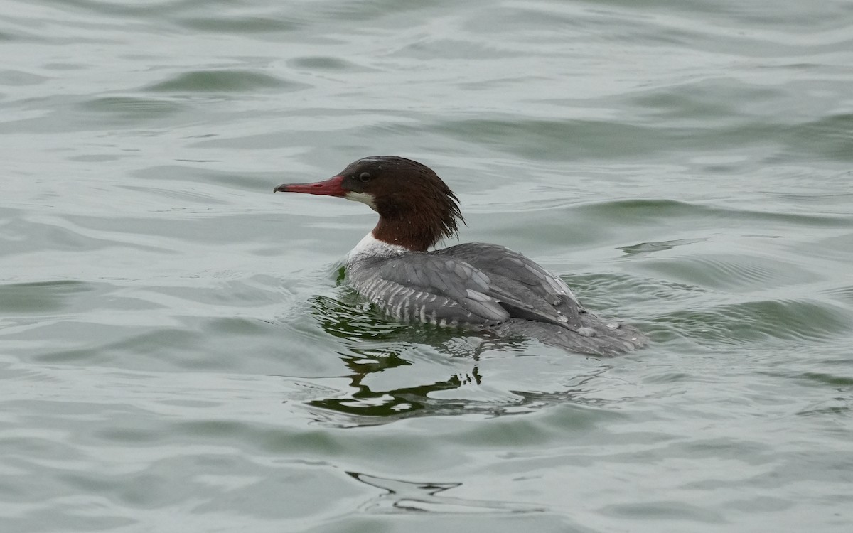Common Merganser - ML646279626