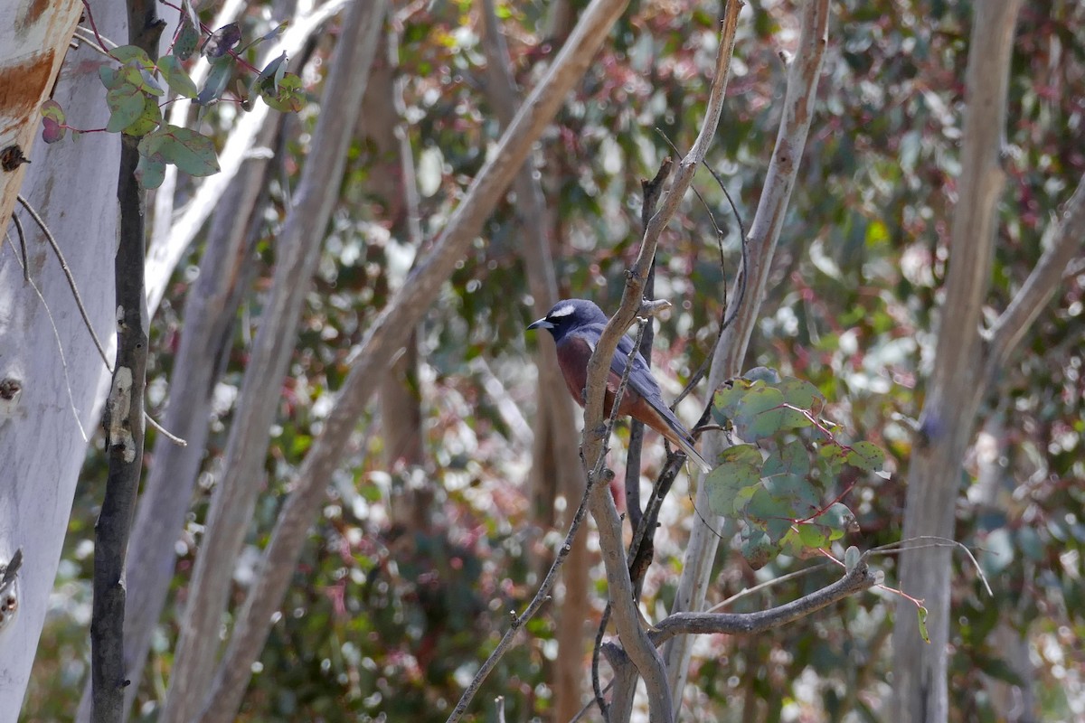 White-browed Woodswallow - ML646279627