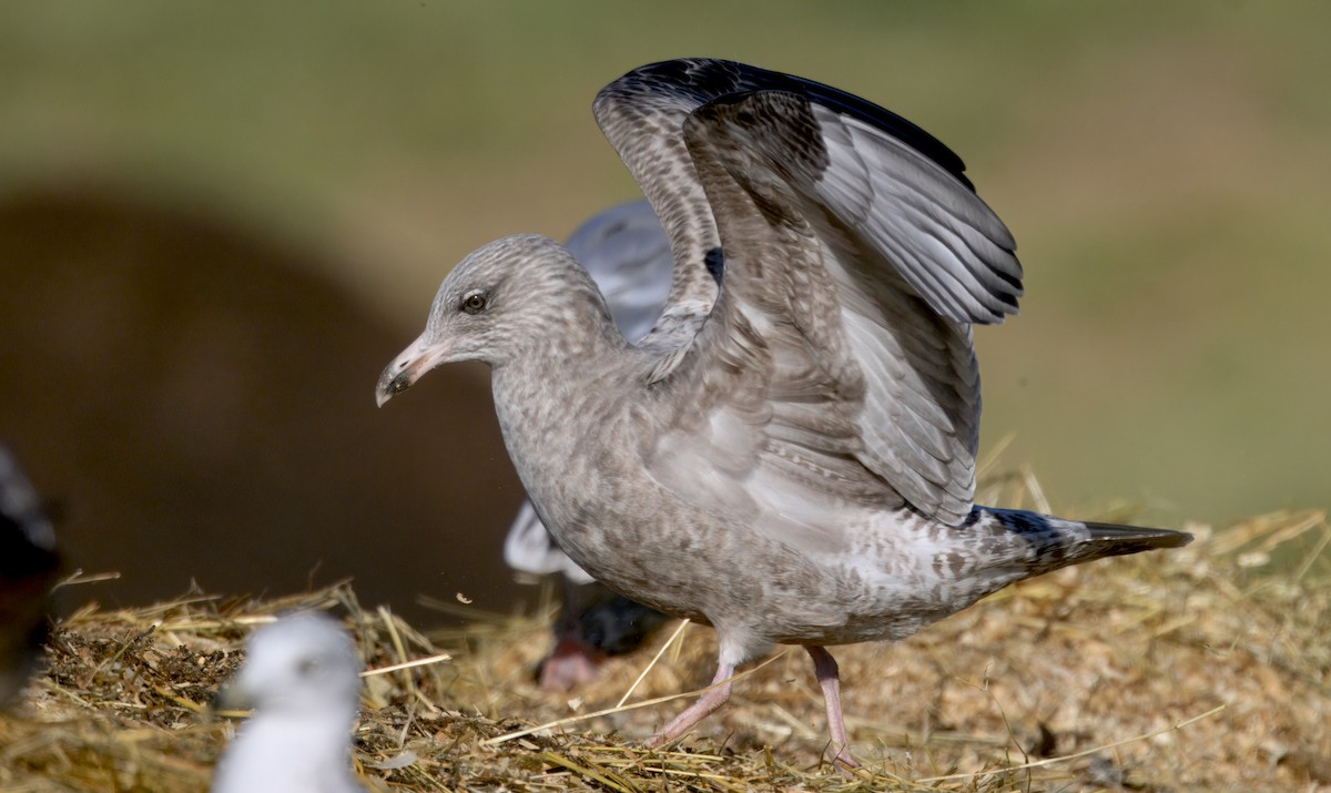 American Herring Gull - ML646279633