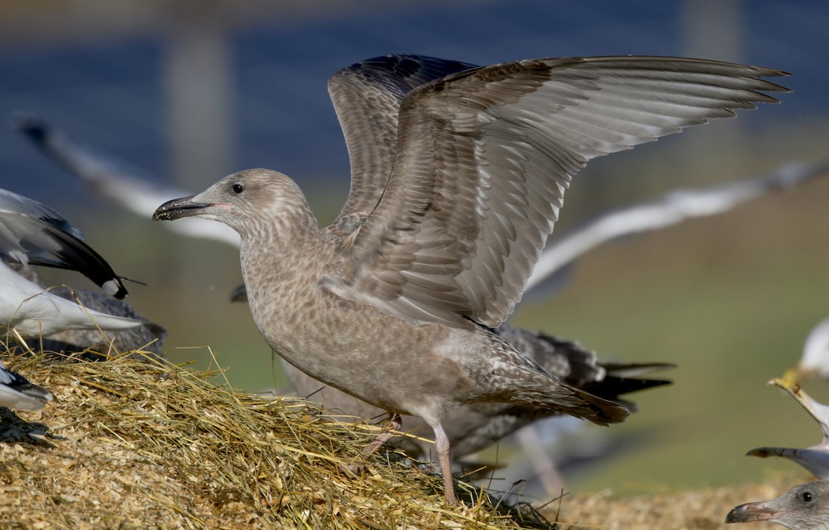 American Herring Gull - ML646279634