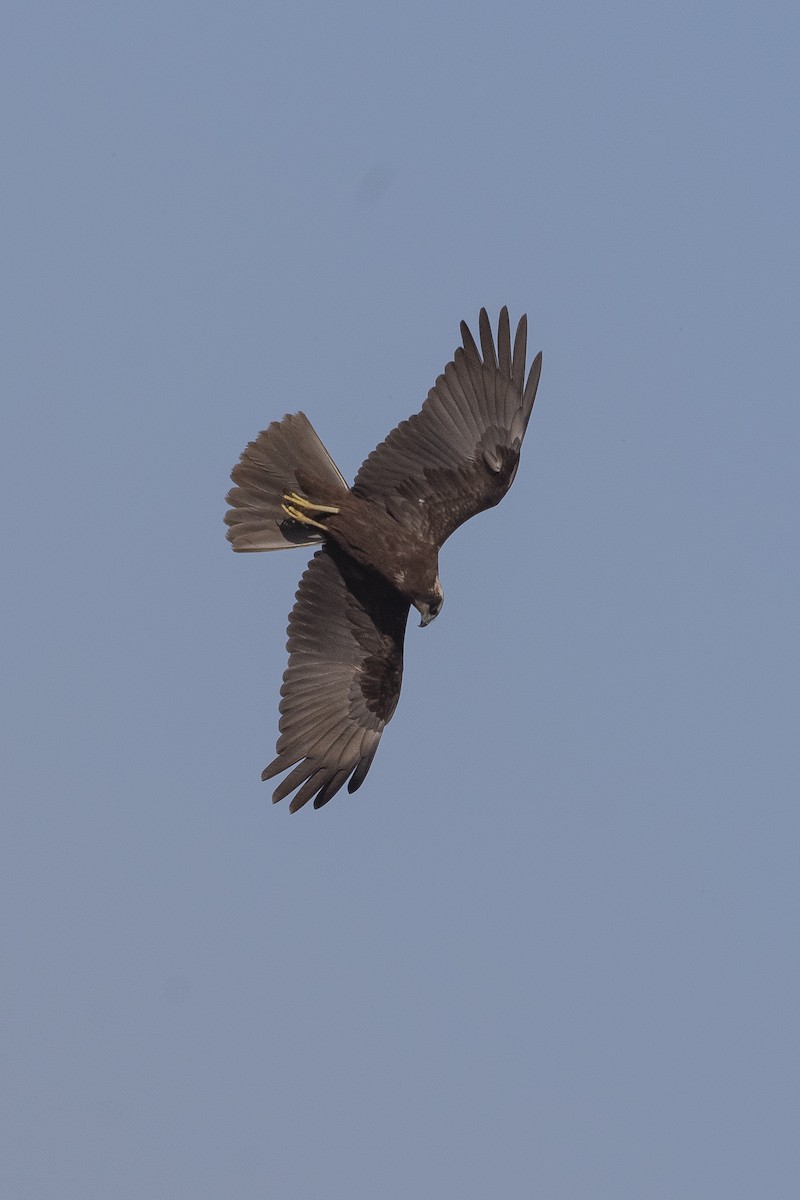 Western Marsh Harrier - ML646279636