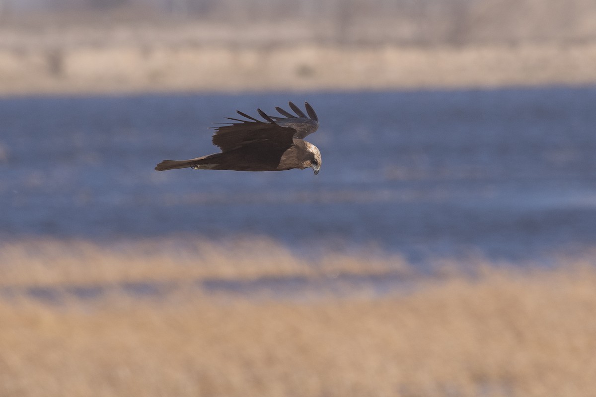 Western Marsh Harrier - ML646279637