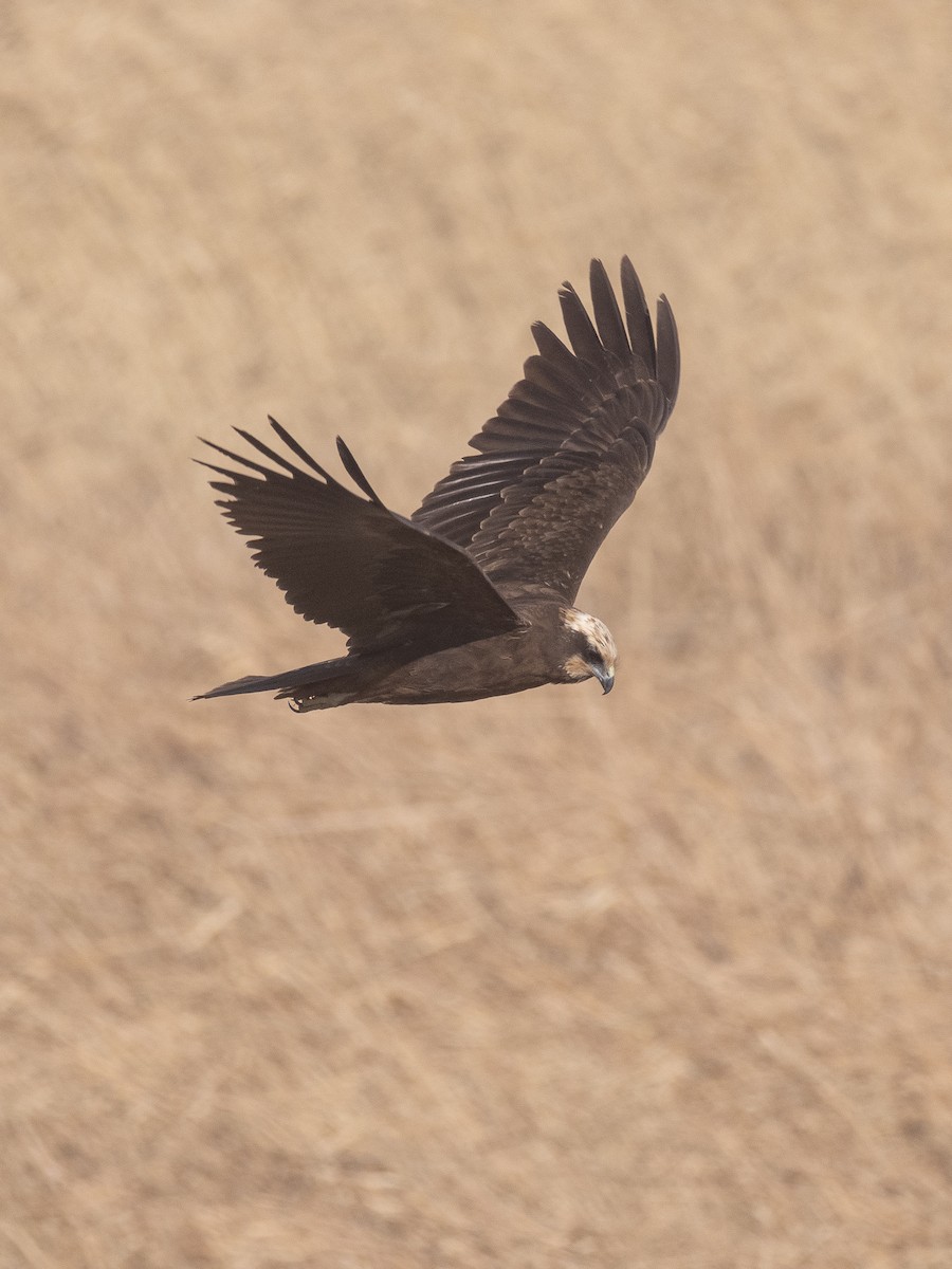 Western Marsh Harrier - ML646279638