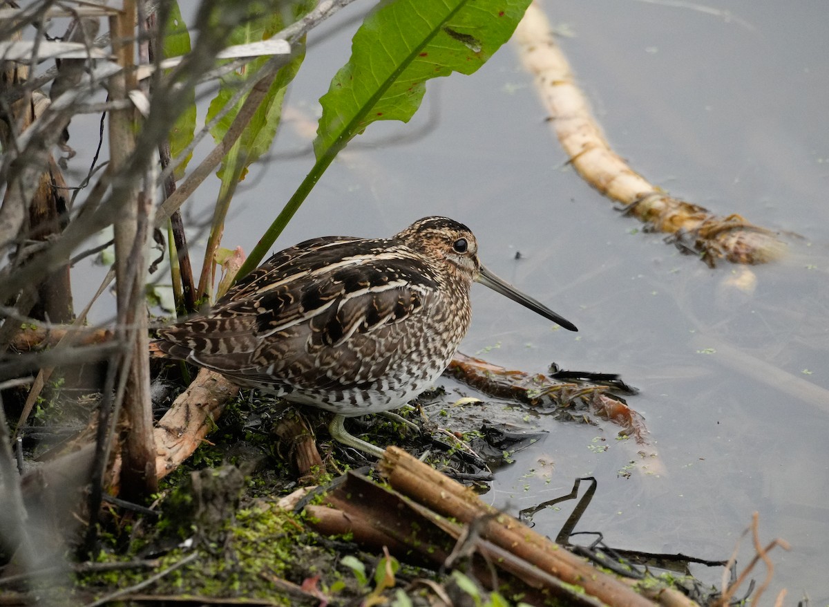 Wilson's Snipe - ML646279639