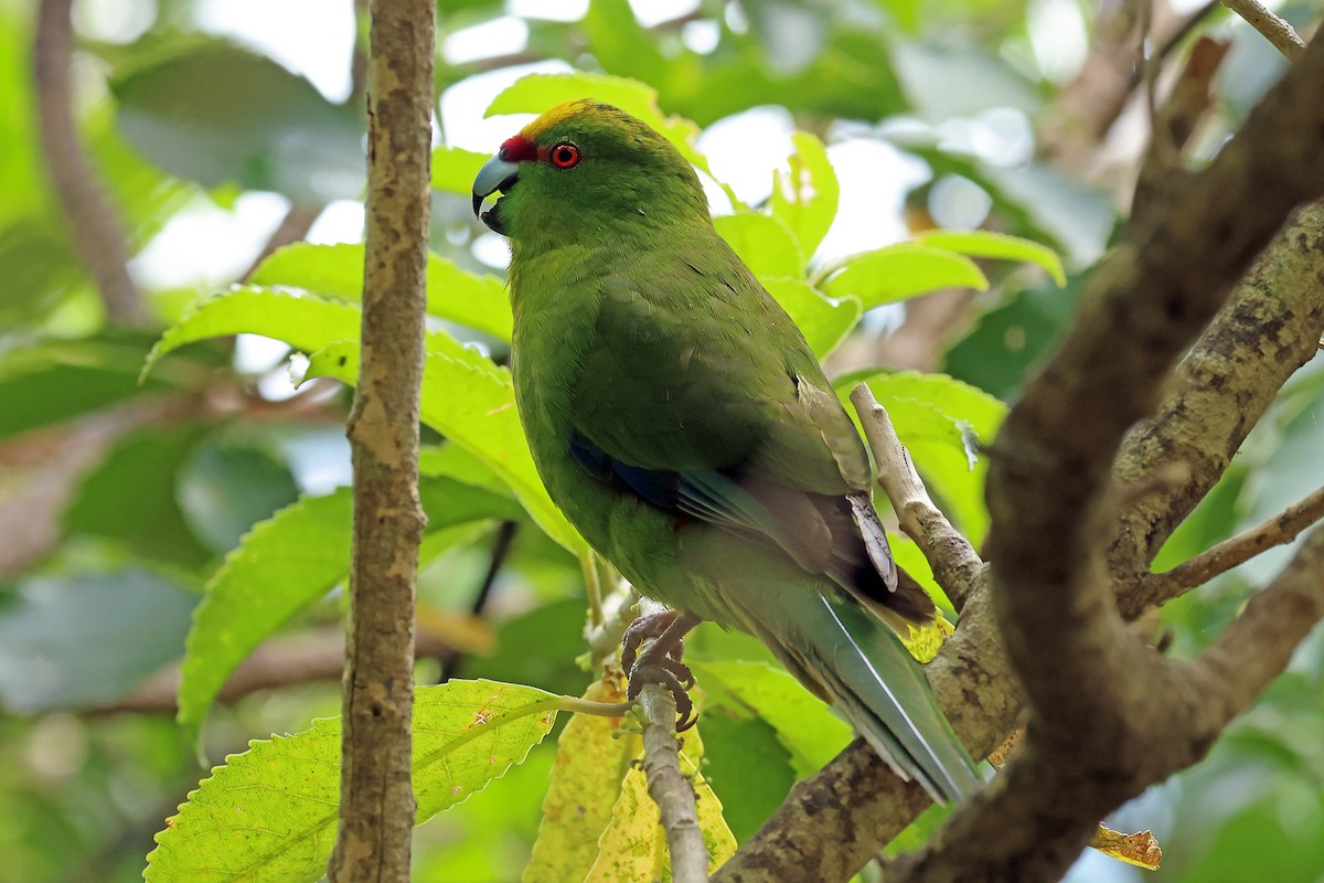 gulkroneparakitt - ML646279642