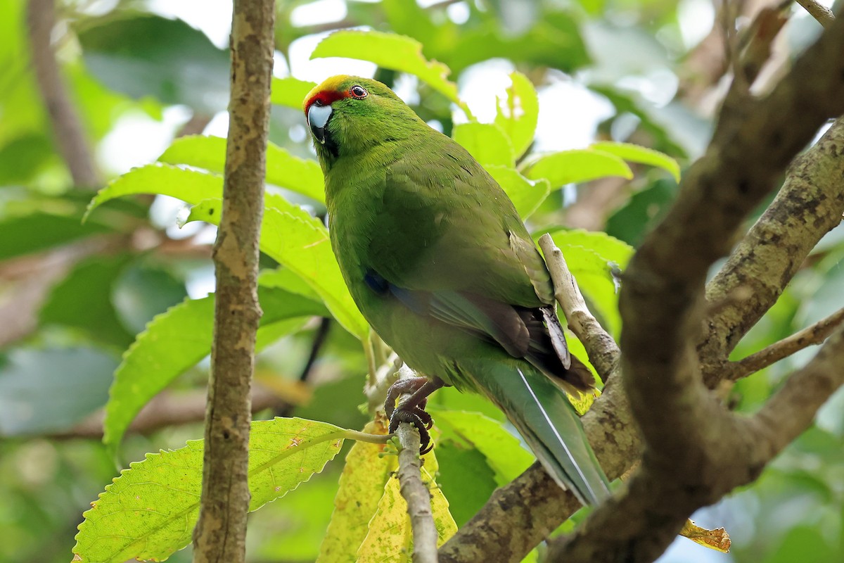 gulkroneparakitt - ML646279643