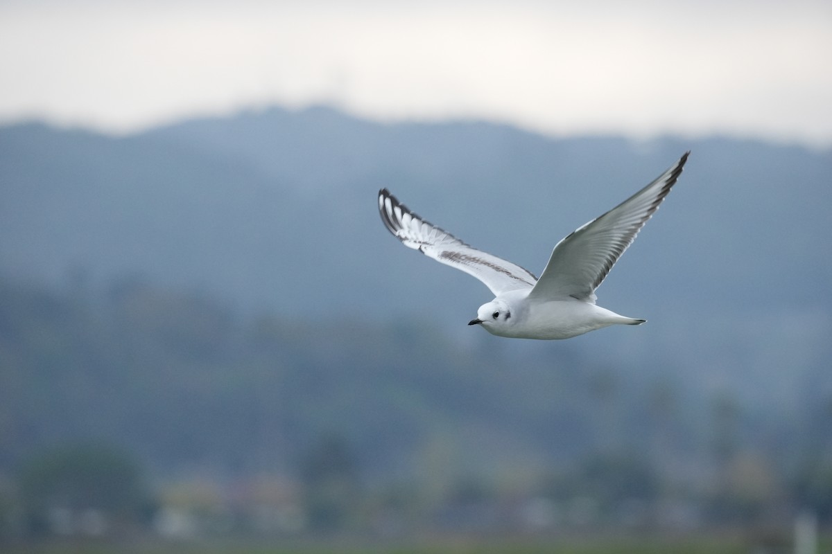Bonaparte's Gull - ML646279645