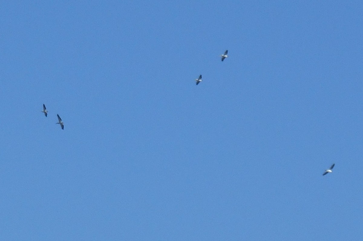 American White Pelican - ML646279649