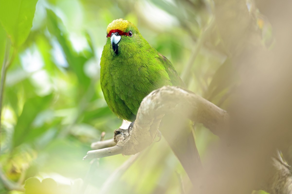 gulkroneparakitt - ML646279650