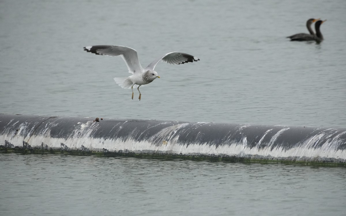 Short-billed Gull - ML646279657