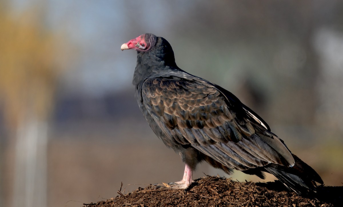Turkey Vulture - ML646279659