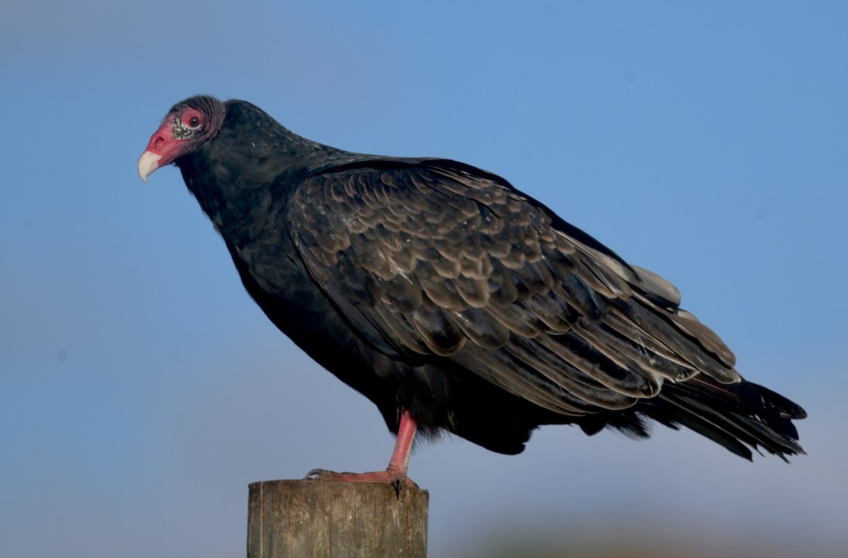 Turkey Vulture - ML646279660
