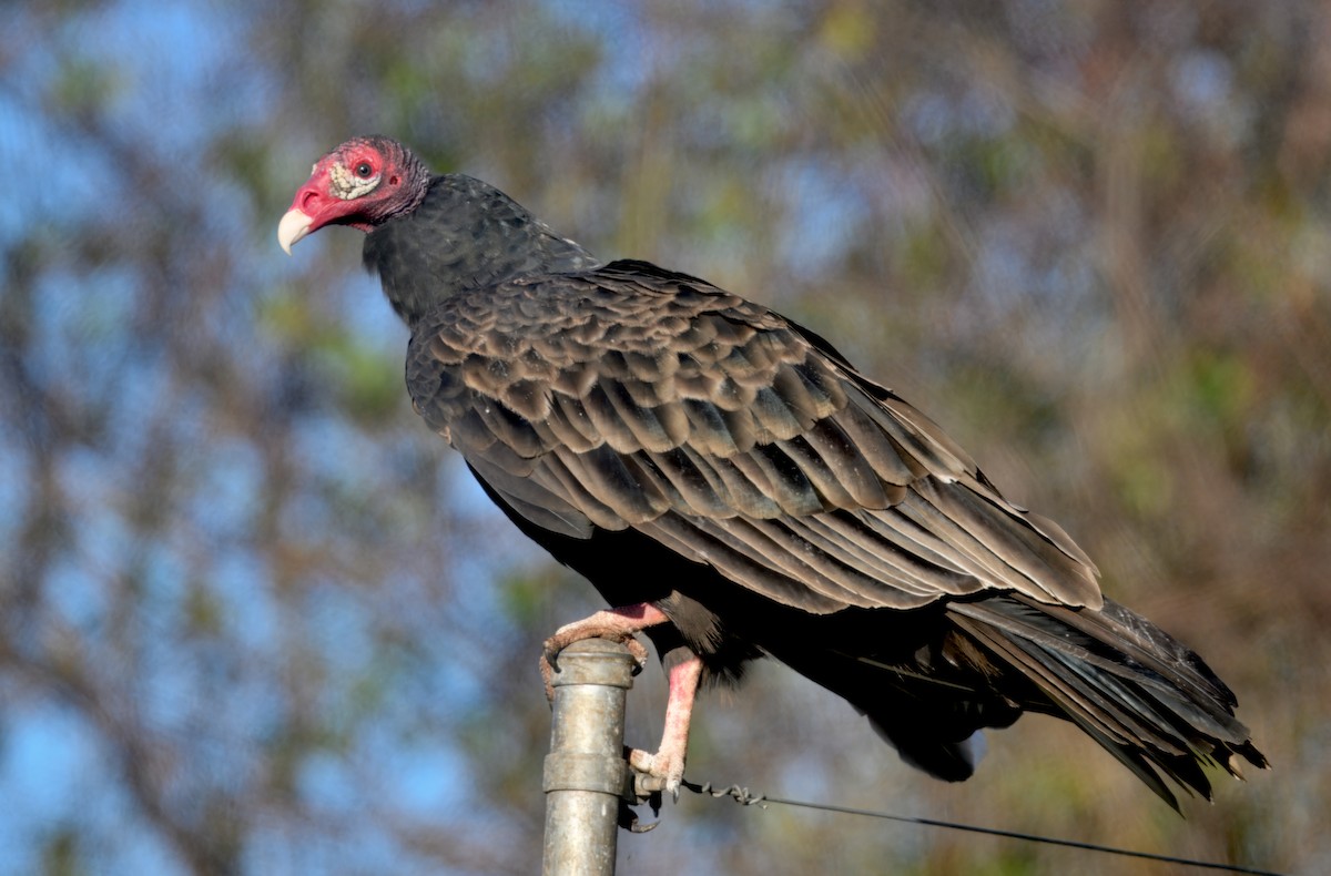 Turkey Vulture - ML646279661