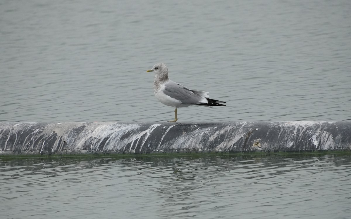 Short-billed Gull - ML646279683