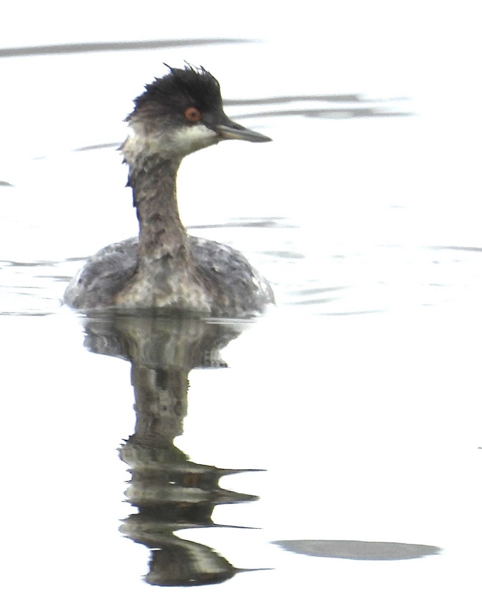 potápka černokrká - ML646279684