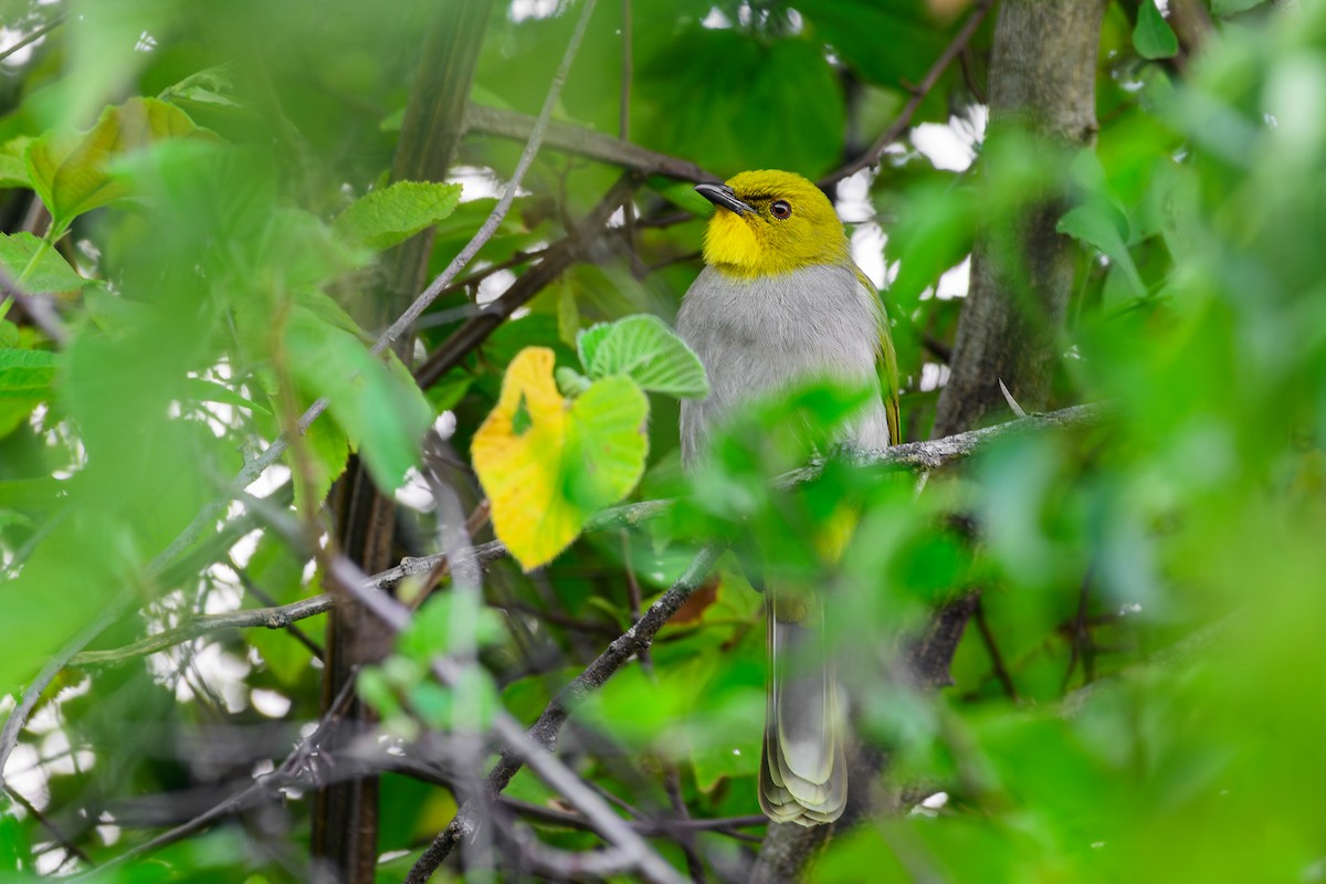 Yellow-throated Bulbul - ML646279690