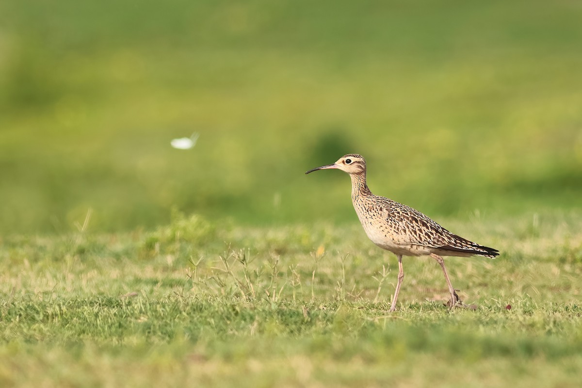 Little Curlew - ML646279691