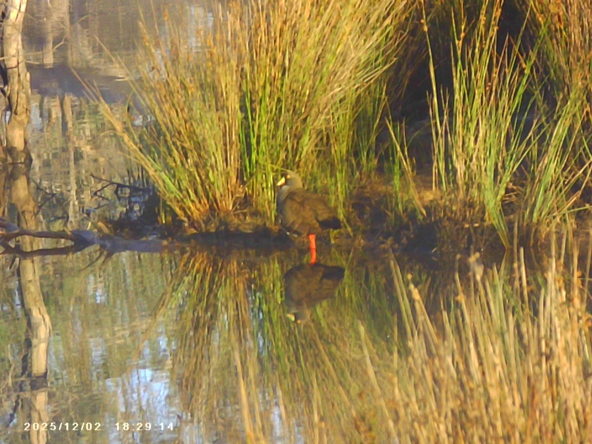 vandresivhøne - ML646279692