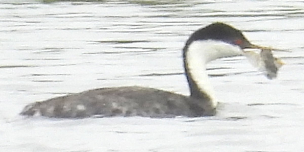 Western Grebe - ML646279693