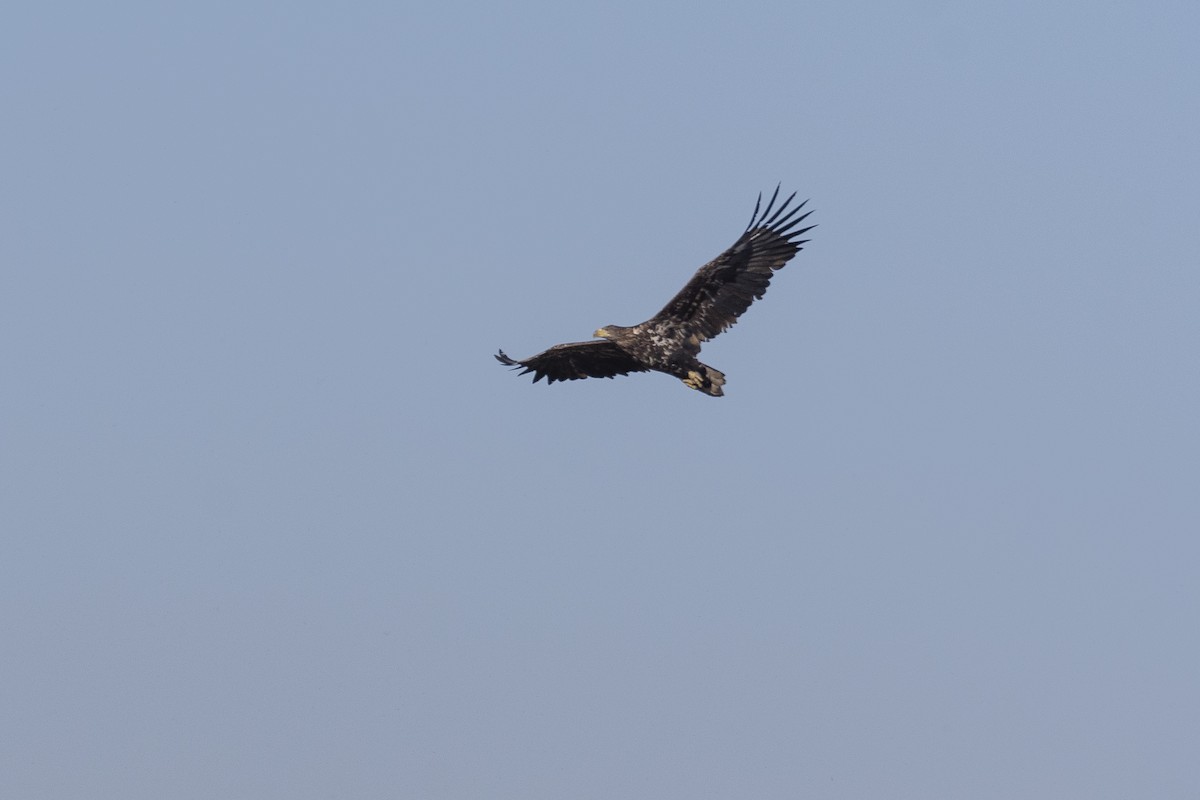 White-tailed Eagle - ML646279695