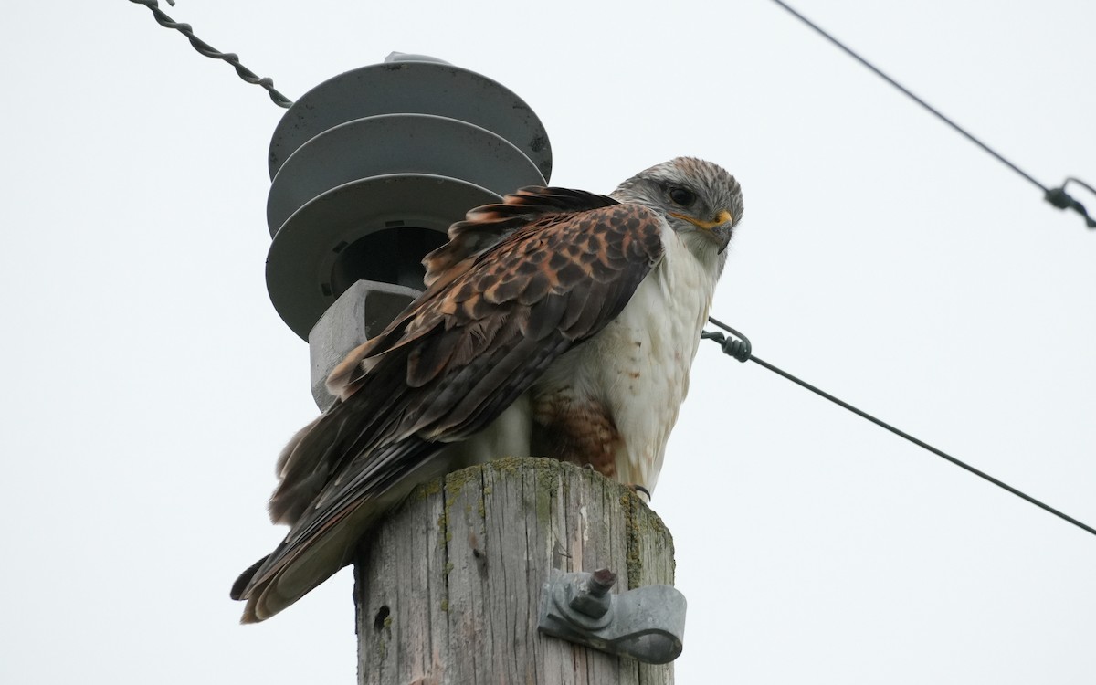 Ferruginous Hawk - ML646279698