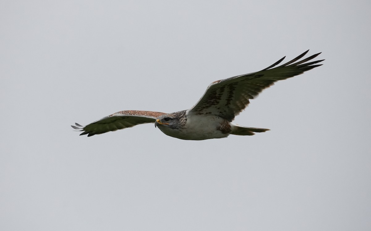 Ferruginous Hawk - ML646279703