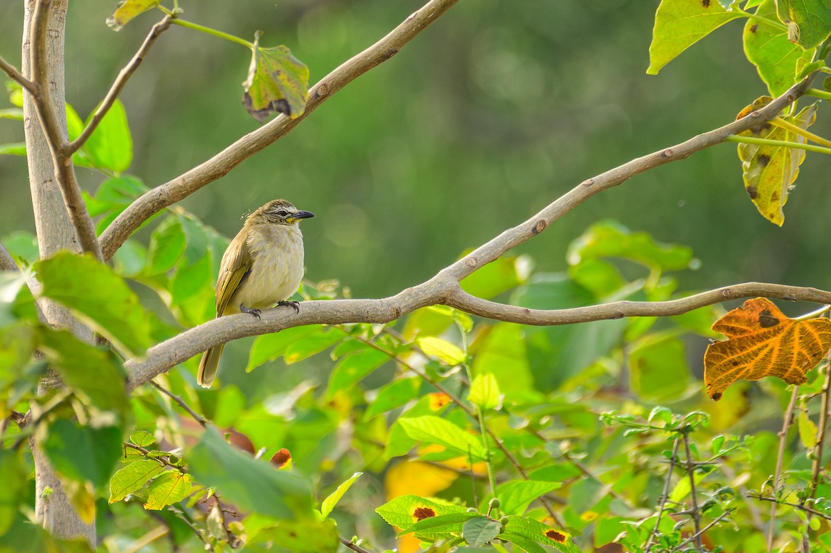 White-browed Bulbul - ML646279704