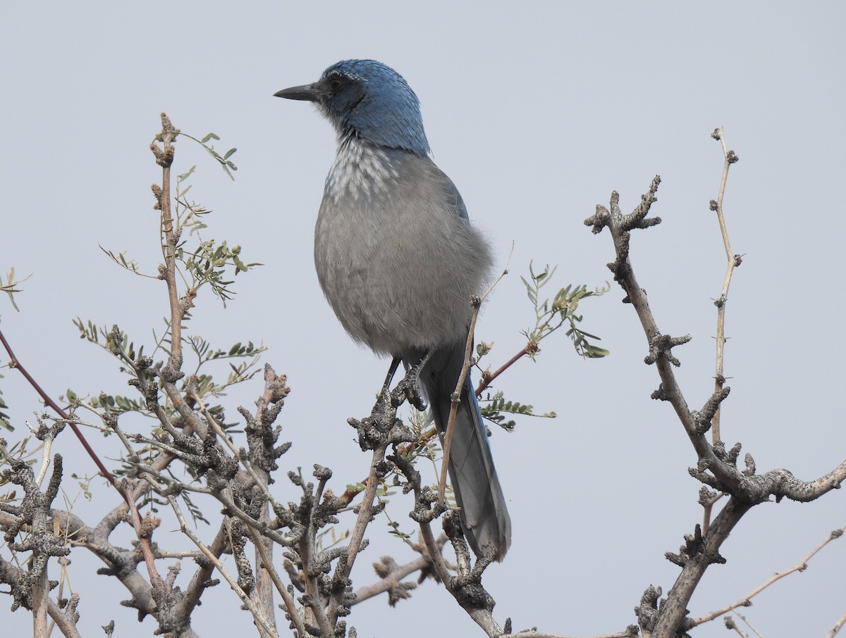 Woodhouse's Scrub-Jay - ML646279705