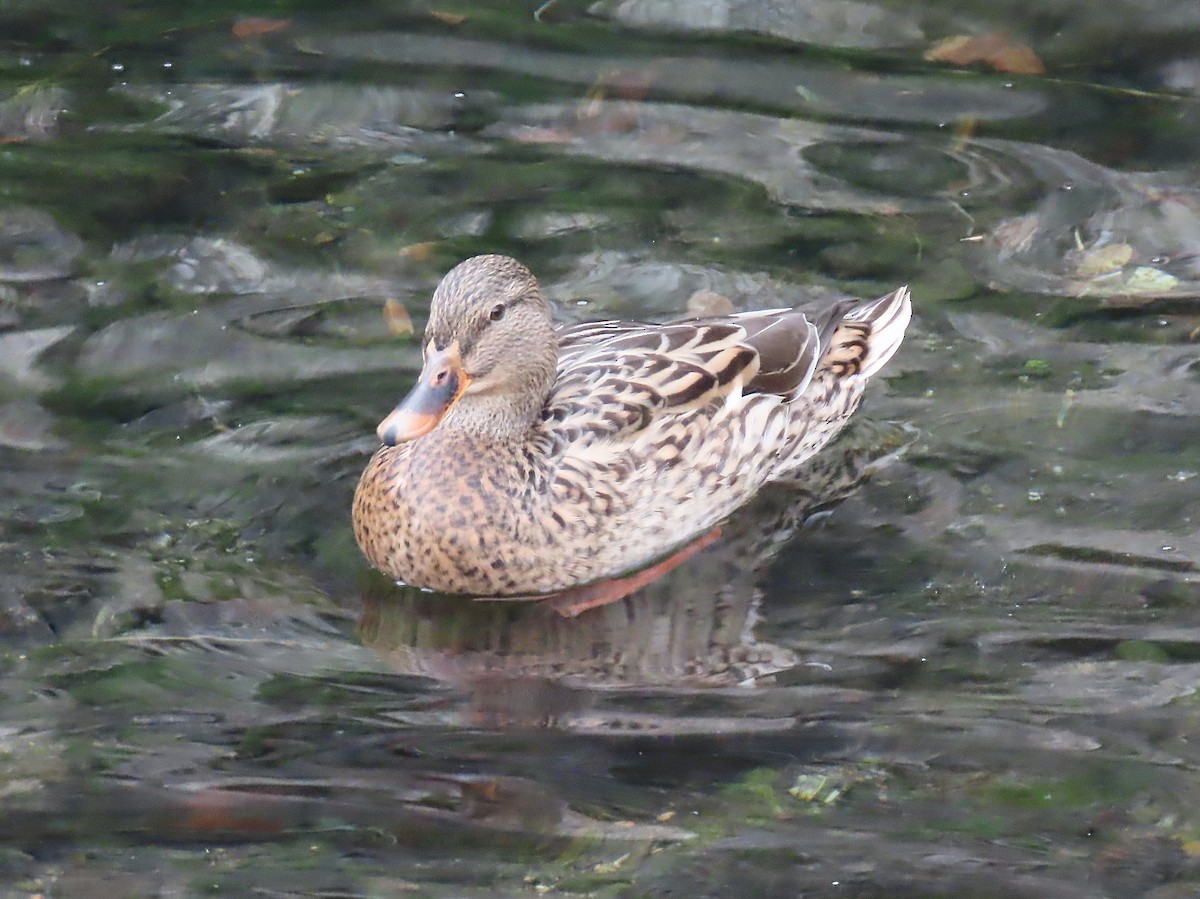 Mallard - ML646279706