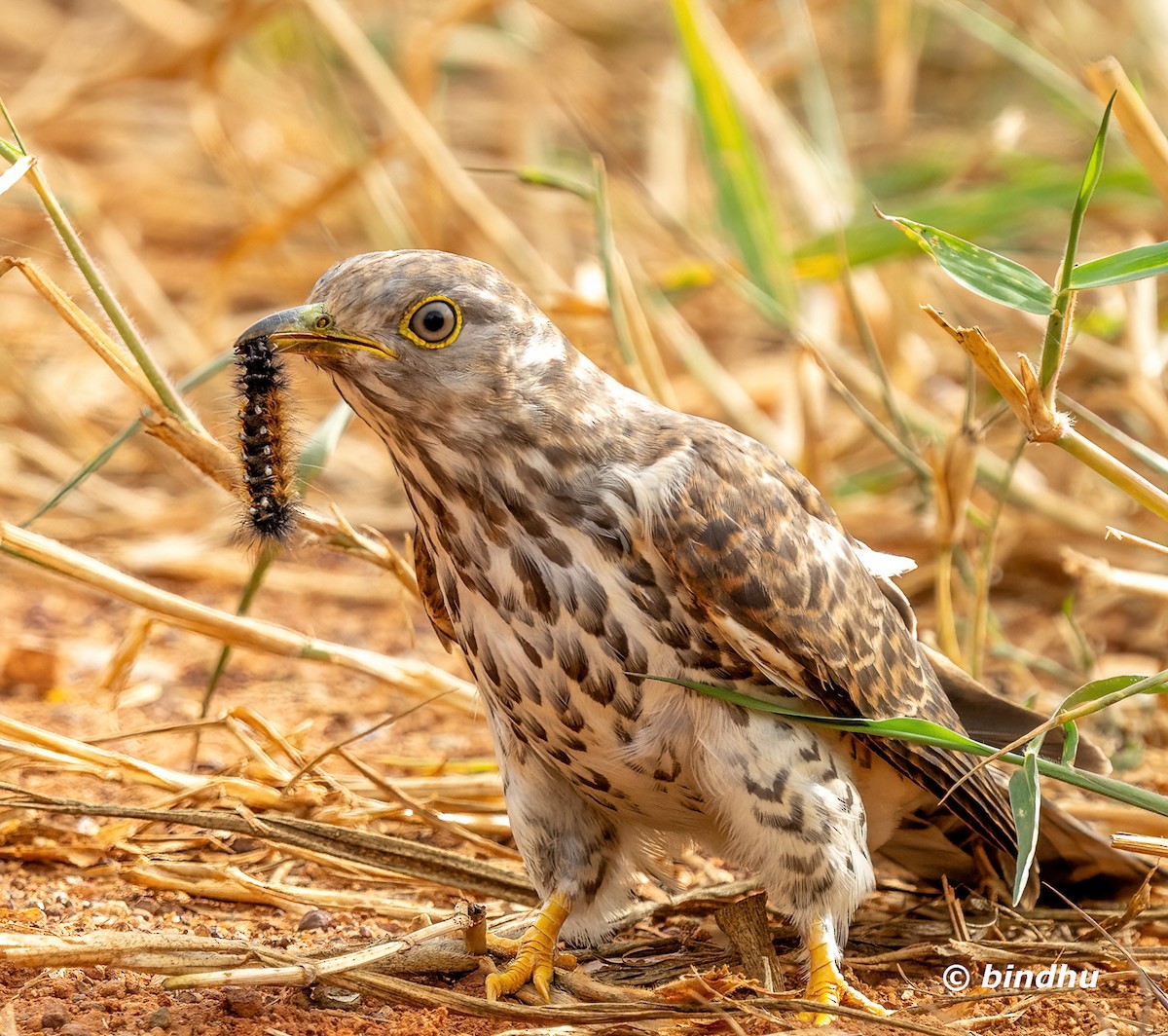 Common Hawk-Cuckoo - ML646279707