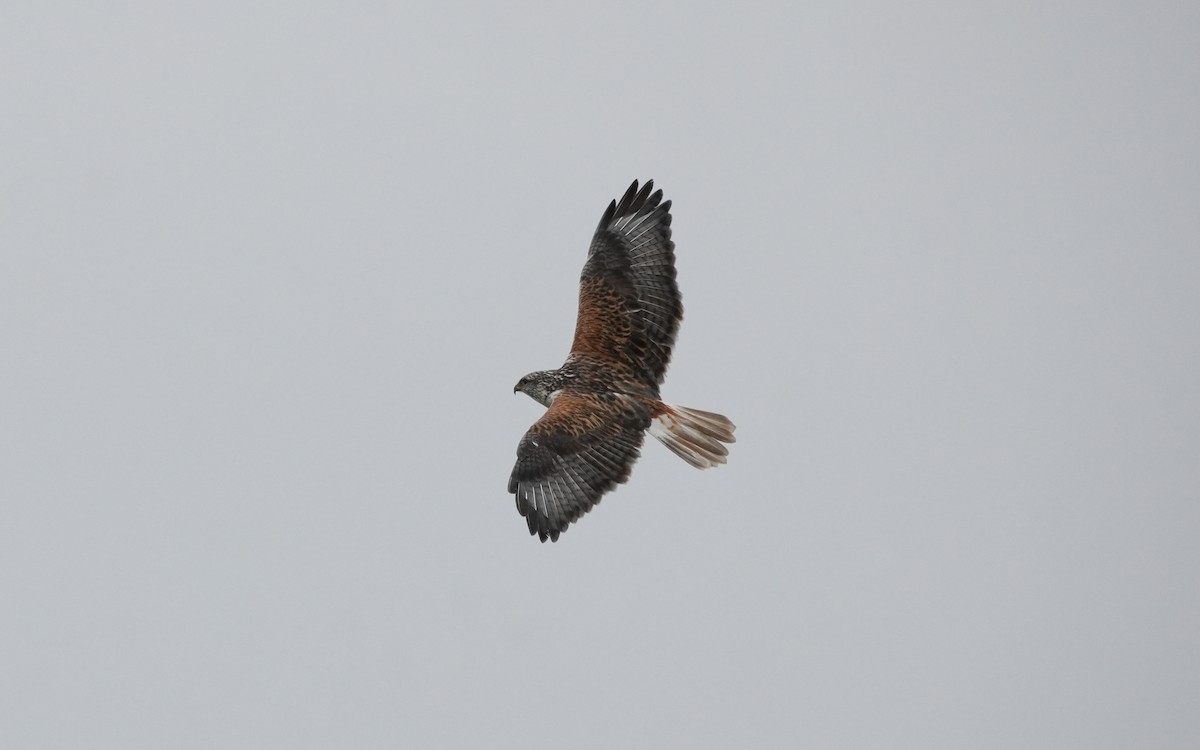 Ferruginous Hawk - ML646279708