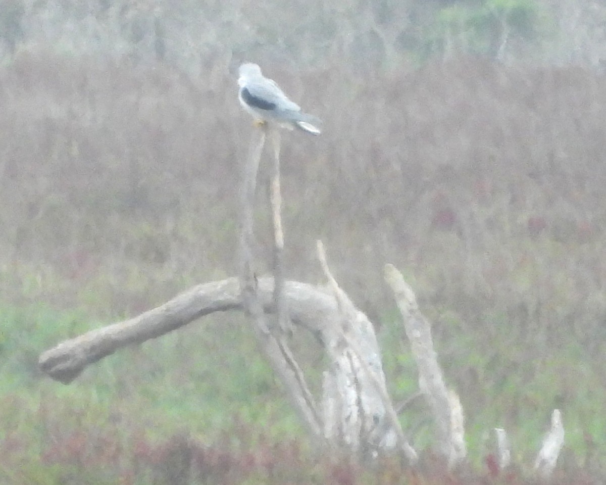 White-tailed Kite - ML646279709