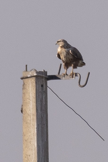 Buteo/eagle sp. - ML646279716