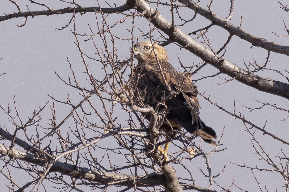 Buteo/eagle sp. - ML646279717