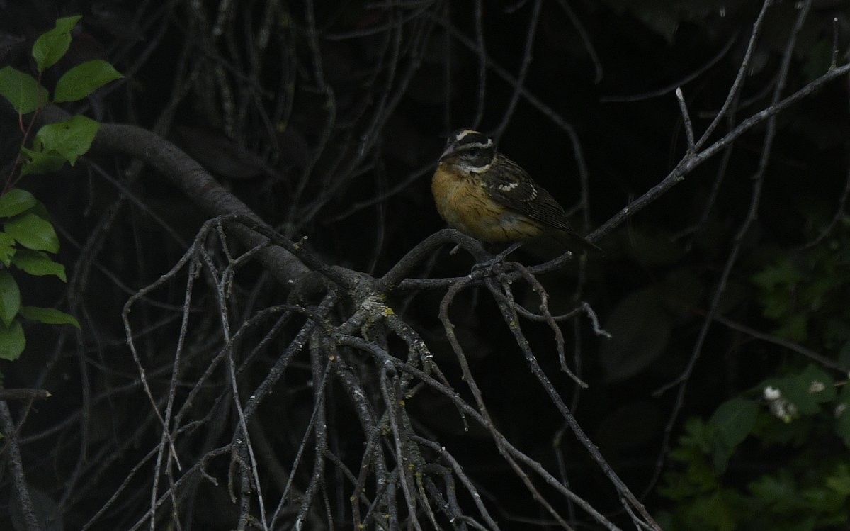 Black-headed Grosbeak - ML646279719
