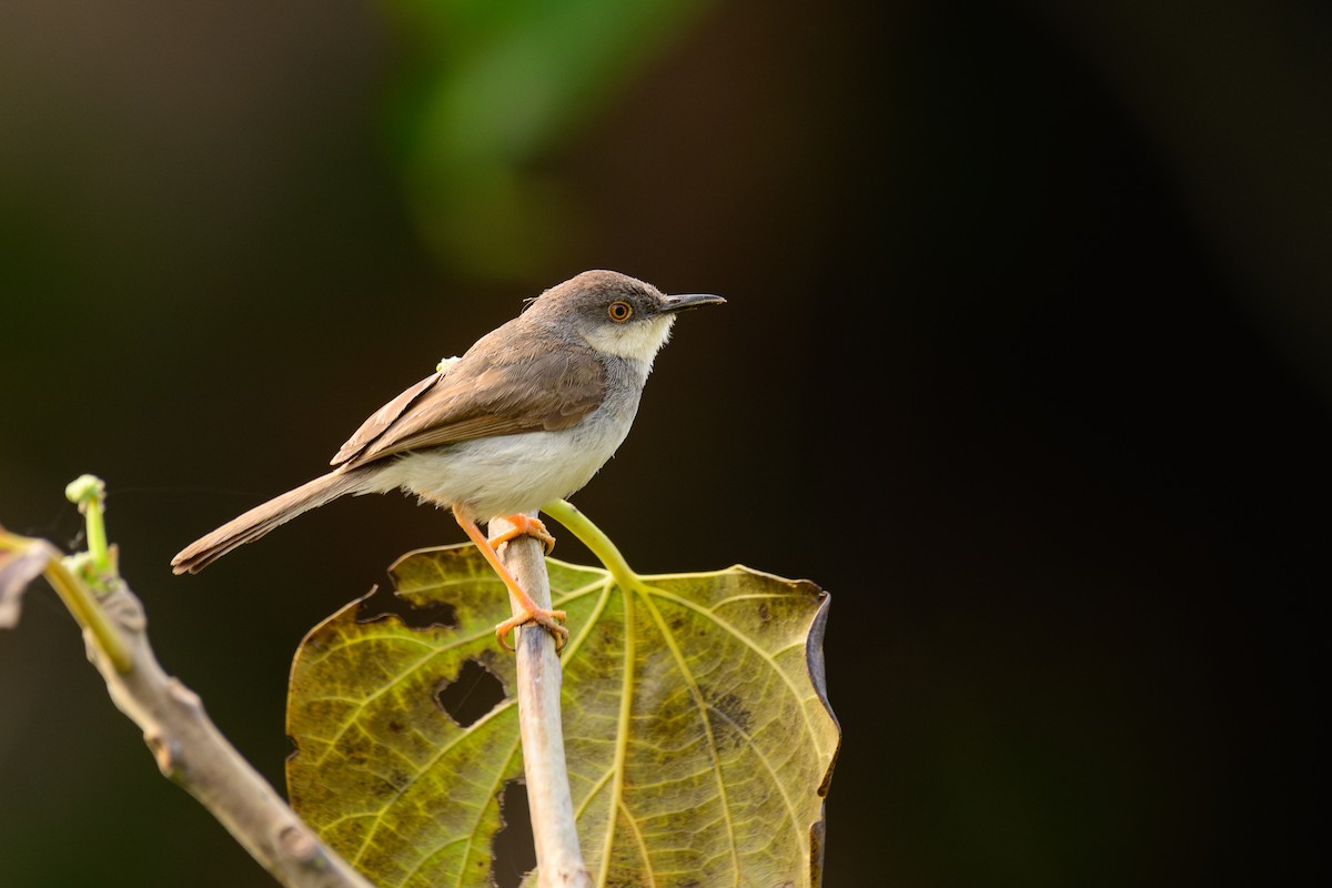 Gray-breasted Prinia - ML646279720